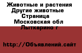 Животные и растения Другие животные - Страница 2 . Московская обл.,Лыткарино г.